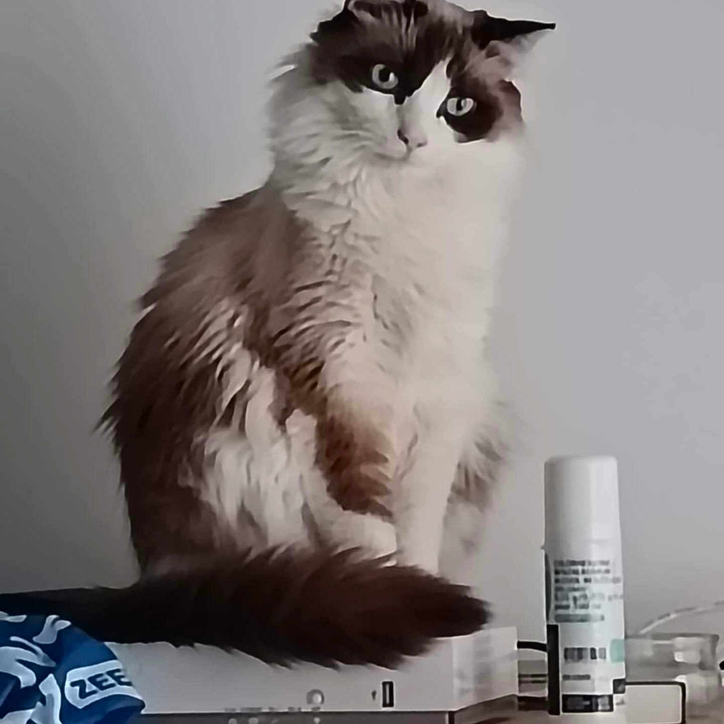Isis participe au concours pour gagner de l'argent avec cette photo : angora, animal, cat, computer, computerhardware, computerkeyboard, cosmetics, desk, electronics, furniture, hardware, kitten, laptop, manx, monitor, pc, pet, screen, table, tv