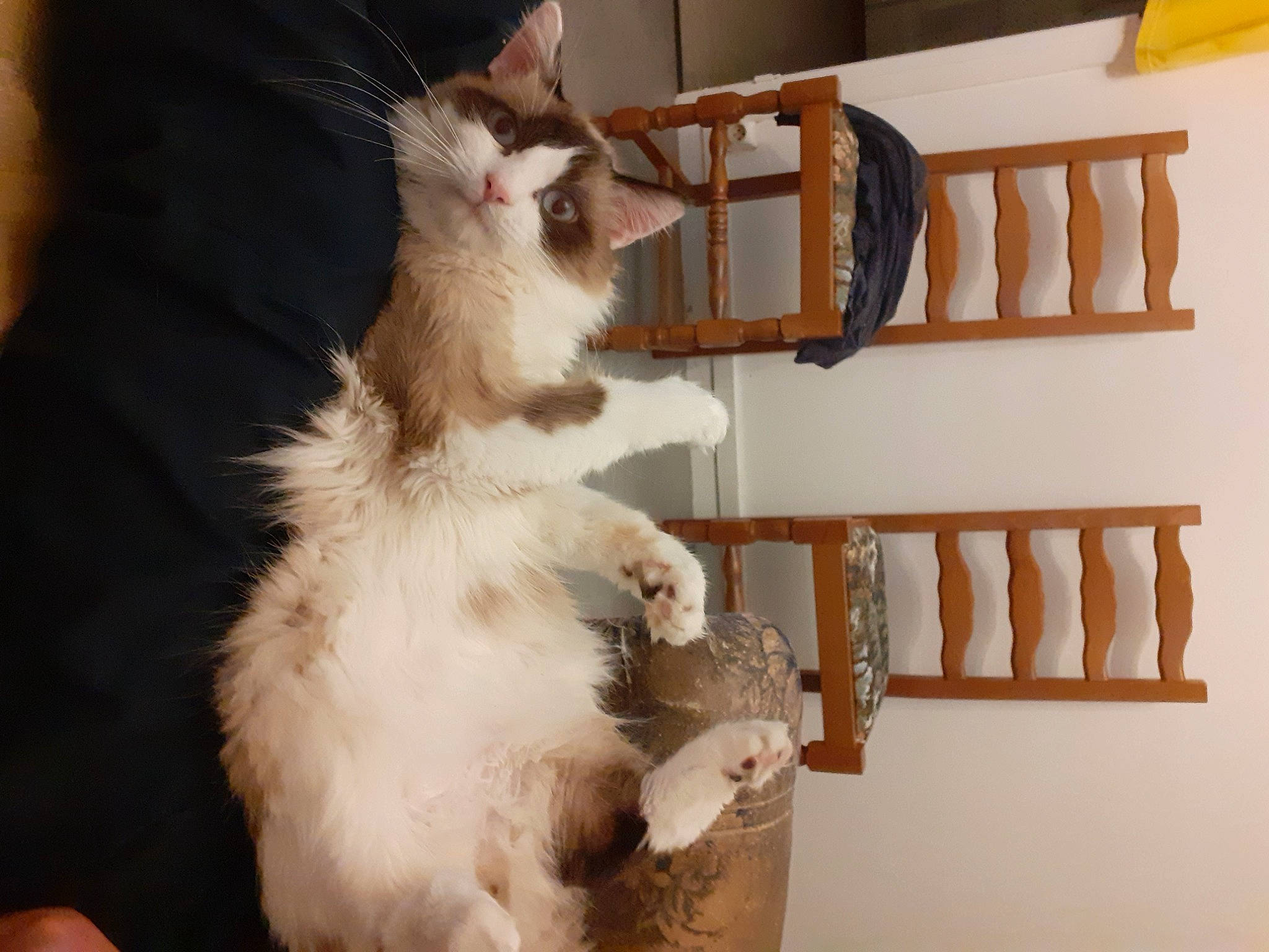 Isis participe au concours pour gagner de l'argent avec cette photo : baluster, carnivore, cat, claw, companion_dog, domestic_short_haired_cat, fawn, felidae, fur, hardwood, paw, room, shelf, small_to_medium_sized_cats, stairs, tail, whiskers, wood