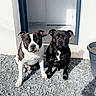 alert, animal, black_dog, canine, companion, daylight, dog, door, front_door, gravel, house_entrance, outdoor, pet, portrait, shadow, sitting, sunlight, two_dogs, white_and_black_dog, white_wall