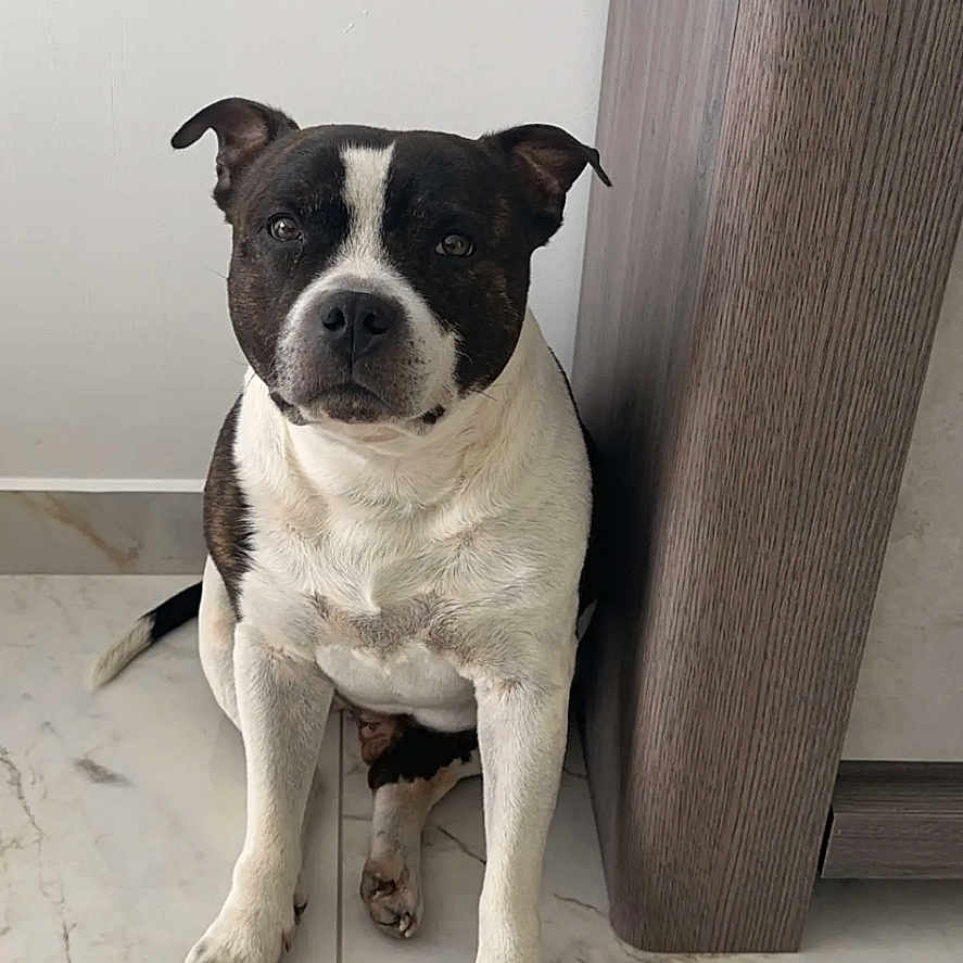 Hooper a rejoint le concours — aidez-le/la à gagner de superbes lots ! animal, black_and_white, cabinet, calm, canine, companion, cute, dog, domestic, floor_tile, home, indoor, looking_at_camera, marble_floor, pet, portrait, quiet, sitting, snapshot, wooden_furniture