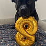 adorable, animal, balloon, black_dog, blanket, canine, celebration, cozy, cute, dog, festive, gold, indoor, neutral_background, number_8, party, party_hat, pet, portrait, sitting