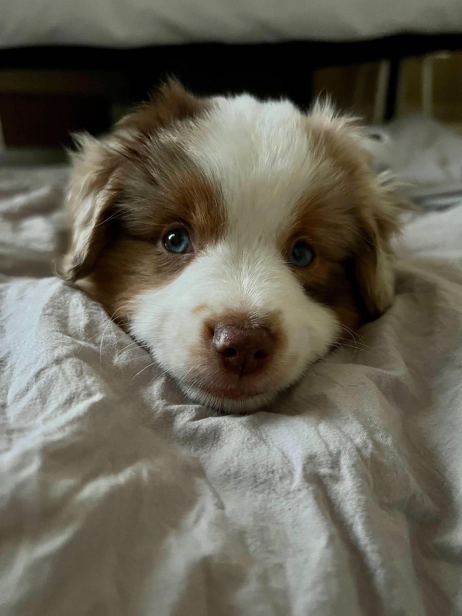 Kenzo joined the competition — help win amazing prizes! canidae, carnivore, companion_dog, dog, dog_breed, ear, fawn, fur, liver, snout, sporting_group, terrestrial_animal, toy_dog, whiskers, working_animal