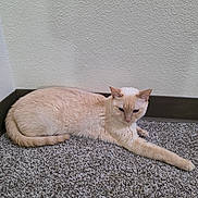 Summer is registered to the contest to win money with this photo: cat, feline, cream_colored, short_hair, lying_down, lounging, stretched_leg, tail, ears, whiskers, eyes, indoor, carpet, floor, wall, home, relaxed, pet, animal, portrait
