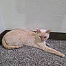 cat, feline, cream_colored, short_hair, lying_down, lounging, stretched_leg, tail, ears, whiskers, eyes, indoor, carpet, floor, wall, home, relaxed, pet, animal, portrait