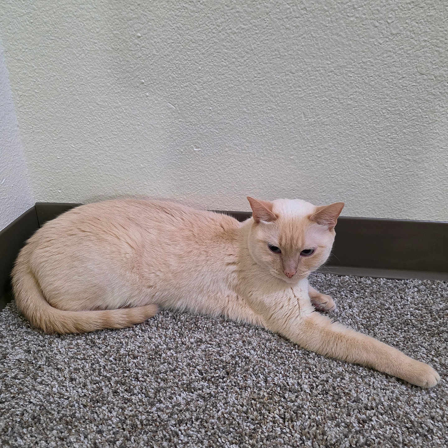 Summer is registered to the contest to win money with this photo: cat, feline, cream_colored, short_hair, lying_down, lounging, stretched_leg, tail, ears, whiskers, eyes, indoor, carpet, floor, wall, home, relaxed, pet, animal, portrait