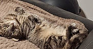 Cookie participe au concours pour gagner de l'argent avec cette photo : animal, blanket, cat, couch, cozy, curious, cute, feline, furry, home, indoor, lying_down, pet, relaxed, resting, sleepy, soft, tabby, upside_down, whiskers