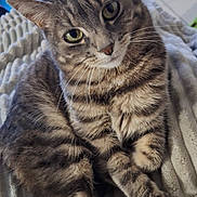 Cookie participe au concours pour gagner de l'argent avec cette photo : animal, blanket, cat, cozy, curious, cute, ears, fur, furniture, green_eyes, home, indoor, paws, pet, relaxed, resting, soft, tabby, texture, whiskers