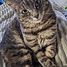 animal, blanket, cat, cozy, curious, cute, ears, fur, furniture, green_eyes, home, indoor, paws, pet, relaxed, resting, soft, tabby, texture, whiskers
