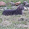 Cookie participe au concours pour gagner de l'argent avec cette photo : cat, tabby_cat, grass, rocks, outdoor, animal, pet, lying_down, nature, feline, mammal, resting, side_view, alert, garden, daylight, small_rocks, wildlife, fur, domestic_animal
