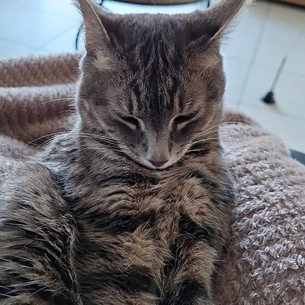 Cookie a rejoint le concours — aidez-le/la à gagner de superbes lots ! cat, tabby_cat, sleeping, feline, pet, indoor, blanket, knitted_blanket, cozy, resting, fur, whiskers, ears, living_room, furniture, table, wooden_cabinet, tile_floor, relaxation, home