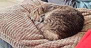 Cookie participe au concours pour gagner de l'argent avec cette photo : cat, tabby, sleeping, blanket, cozy, indoor, pet, fur, resting, soft, curled_up, cushion, comfort, animal, cute, relaxing, home, feline, texture, peaceful