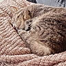 cat, tabby, sleeping, blanket, cozy, indoor, pet, fur, resting, soft, curled_up, cushion, comfort, animal, cute, relaxing, home, feline, texture, peaceful