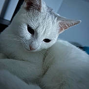 Winter Butts is registered to the contest to win money with this photo: cat, white_cat, pet, animal, close_up, indoor, fur, whiskers, ears, face, calm, relaxed, looking_down, cute, domestic_animal, feline, sleepy, soft_light, portrait, blue_background