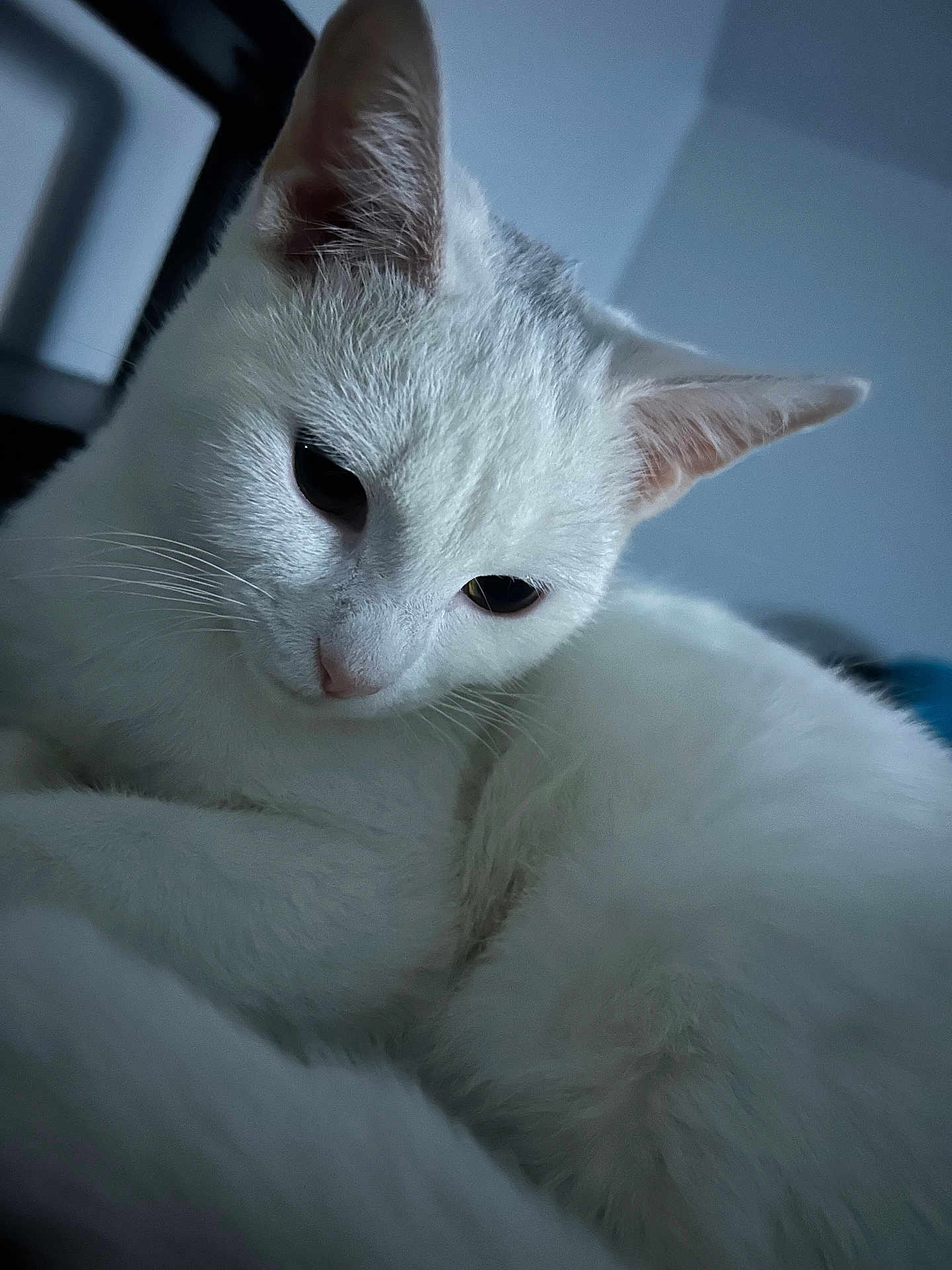 Winter Butts is registered to the contest to win money with this photo: cat, white_cat, pet, animal, close_up, indoor, fur, whiskers, ears, face, calm, relaxed, looking_down, cute, domestic_animal, feline, sleepy, soft_light, portrait, blue_background