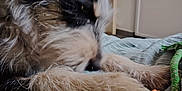 Aïna participe au concours pour gagner de l'argent avec cette photo : dog, toy, rope, bed, indoor, black_fur, white_fur, chewing, paw, close_up, furry, pet, animal, playing, cozy, house, door, fabric, resting, colorful