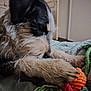 dog, toy, rope, bed, indoor, black_fur, white_fur, chewing, paw, close_up, furry, pet, animal, playing, cozy, house, door, fabric, resting, colorful