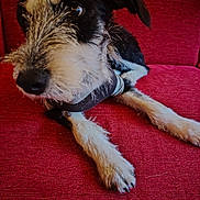 Aïna a rejoint le concours — aidez-le/la à gagner de superbes lots ! dog, pet, couch, red_couch, fur, black_fur, white_fur, scruffy, close_up, animal, canine, indoor, relaxed, sitting, shirt, paw, snout, whiskers, looking_away, furniture