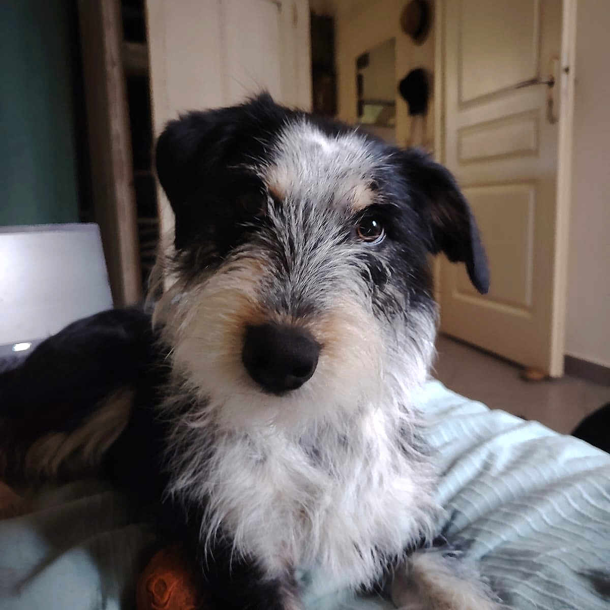 Aïna a rejoint le concours — aidez-le/la à gagner de superbes lots ! animal, bed, black_and_white, blanket, canine, cute, dog, domestic, ears, fur, fur_texture, home, indoor, looking_at_camera, mammal, paw, pet, relaxed, snout, toy
