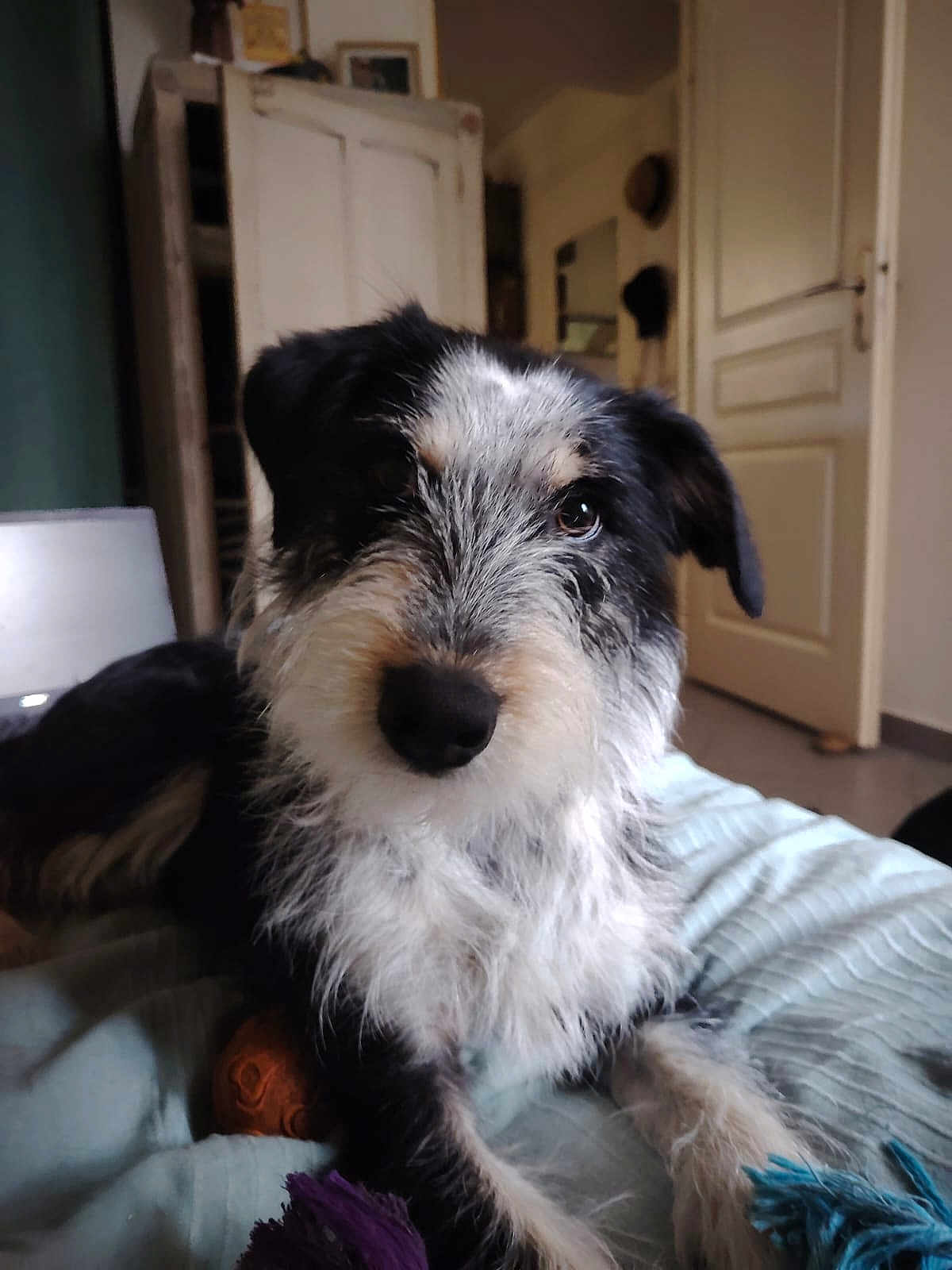 Aïna a rejoint le concours — aidez-le/la à gagner de superbes lots ! dog, pet, indoor, bed, blanket, fur, black_and_white, canine, animal, cute, domestic, home, relaxed, toy, paw, snout, ears, fur_texture, looking_at_camera, mammal