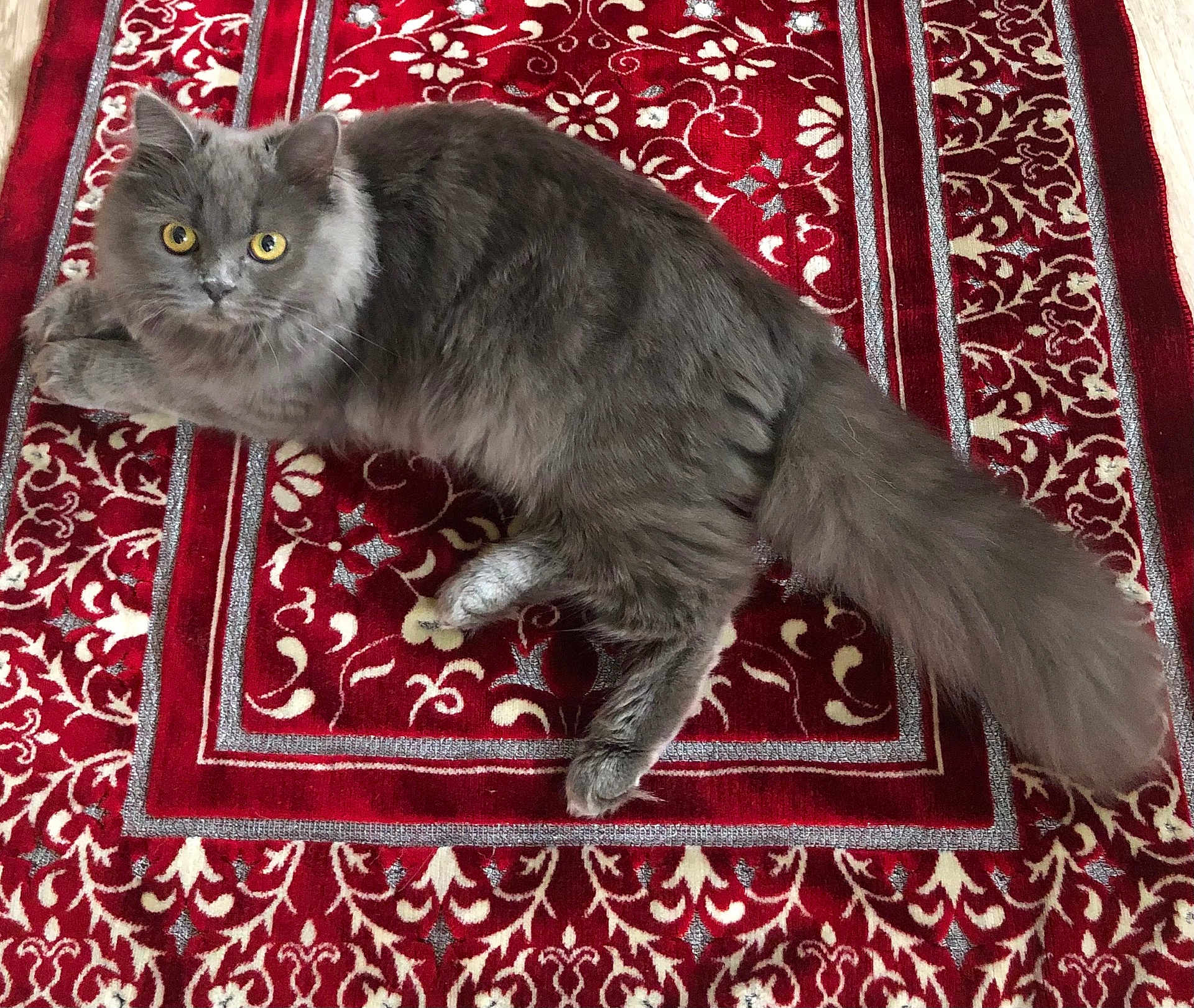 Bella a rejoint le concours — aidez-le/la à gagner de superbes lots ! cat, gray_cat, fluffy, pet, animal, yellow_eyes, carpet, red_carpet, patterned_carpet, indoor, resting, lying_down, feline, cute, domestic_cat, fur, whiskers, tail, curious, looking_at_camera