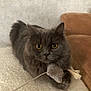 cat, gray_cat, fluffy, toy_mouse, string, indoor, cozy, couch, soft_surface, curious_eyes, pet, animal, feline, whiskers, ears, paws, lying_down, close_up, domestic, cute