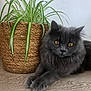 animal, cat, close_up, domestic_animal, feline, flooring, fluffy, fur, gray_cat, home_decor, indoor, leafy_plant, nature, pet, plant, relaxed, resting, spider_plant, wooden_floor, woven_basket