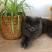 Bella participe au concours pour gagner de l'argent avec cette photo : animal, basket, cat, cute, domestic_cat, floor, fluffy, fur, gray_cat, green_plant, houseplant, indoor, pet, plant, relaxed, resting, whiskers, wooden_floor, woven_basket, yellow_bag