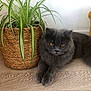 animal, basket, cat, cute, domestic_cat, floor, fluffy, fur, gray_cat, green_plant, houseplant, indoor, pet, plant, relaxed, resting, whiskers, wooden_floor, woven_basket, yellow_bag