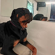 Rosie joined the competition — help win amazing prizes! rottweiler, dog, canine, pet, black_and_tan, sitting, portrait, mirror, reflection, collar, indoors, bedroom, furniture, cushion, large_dog, serious_expression, short_fur, brown_markings, home, photography
