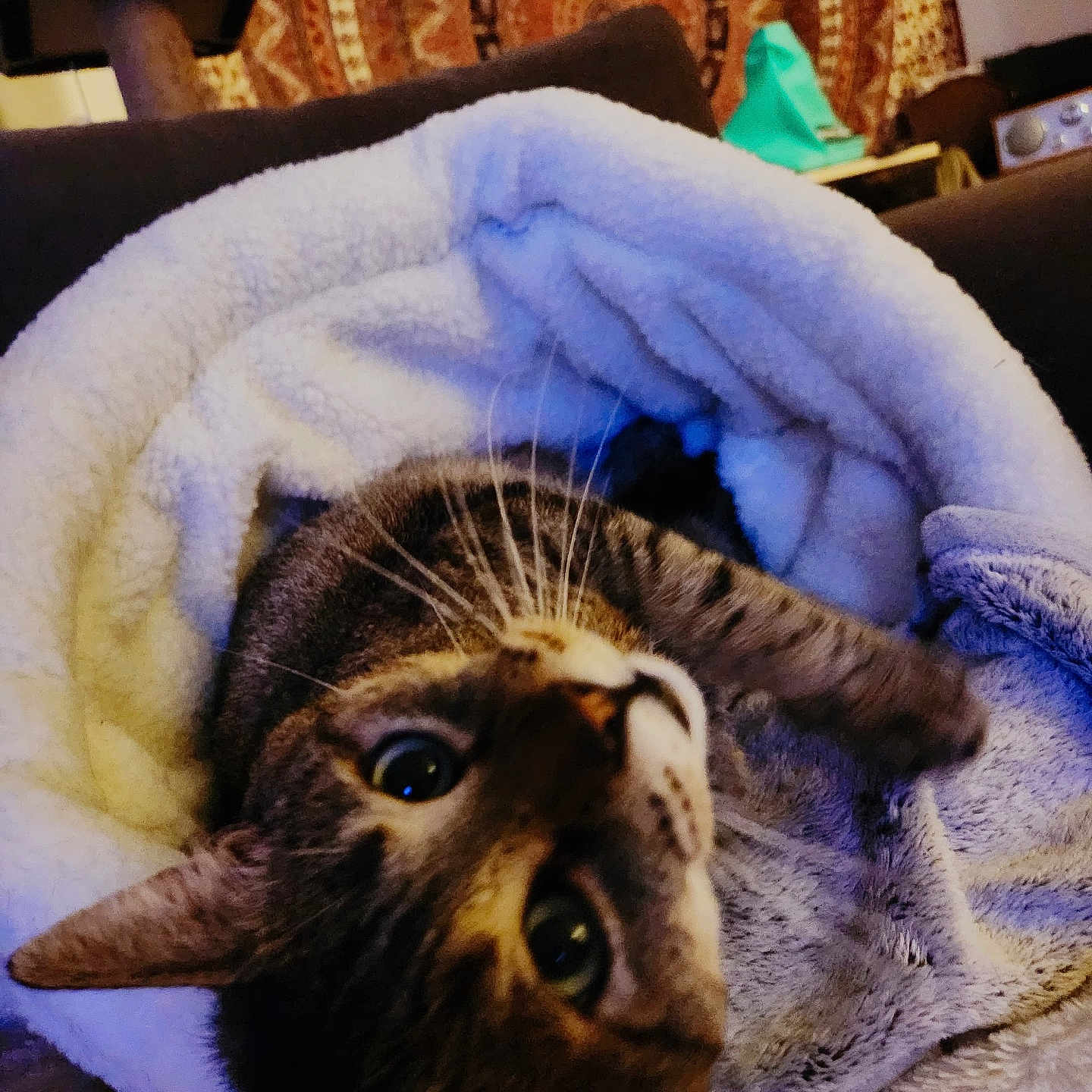 Aslan a rejoint le concours — aidez-le/la à gagner de superbes lots ! abyssinian, animal, blanket, cat, chair, couch, cushion, face, furniture, head, homedecor, kitten, linen, manx, person, pet, photography, portrait, quilt, towel