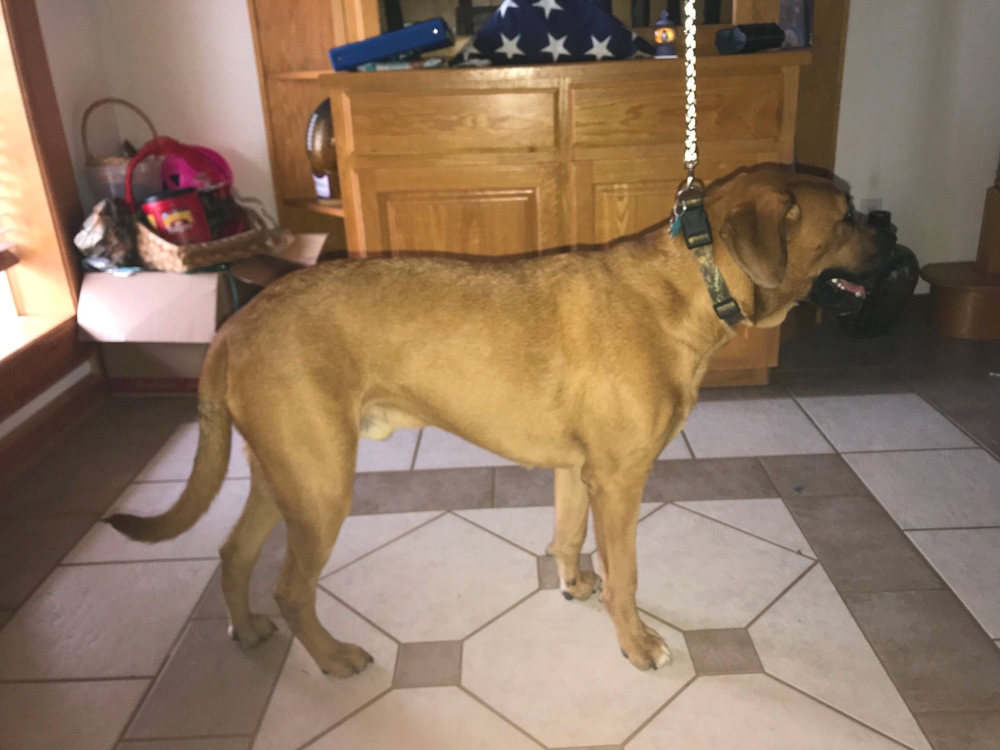 Beau joined the competition — help win amazing prizes! black_mouth_cur, canidae, carnivore, dog, dog_breed, fawn, greyhound, guard_dog, mammal, vertebrate