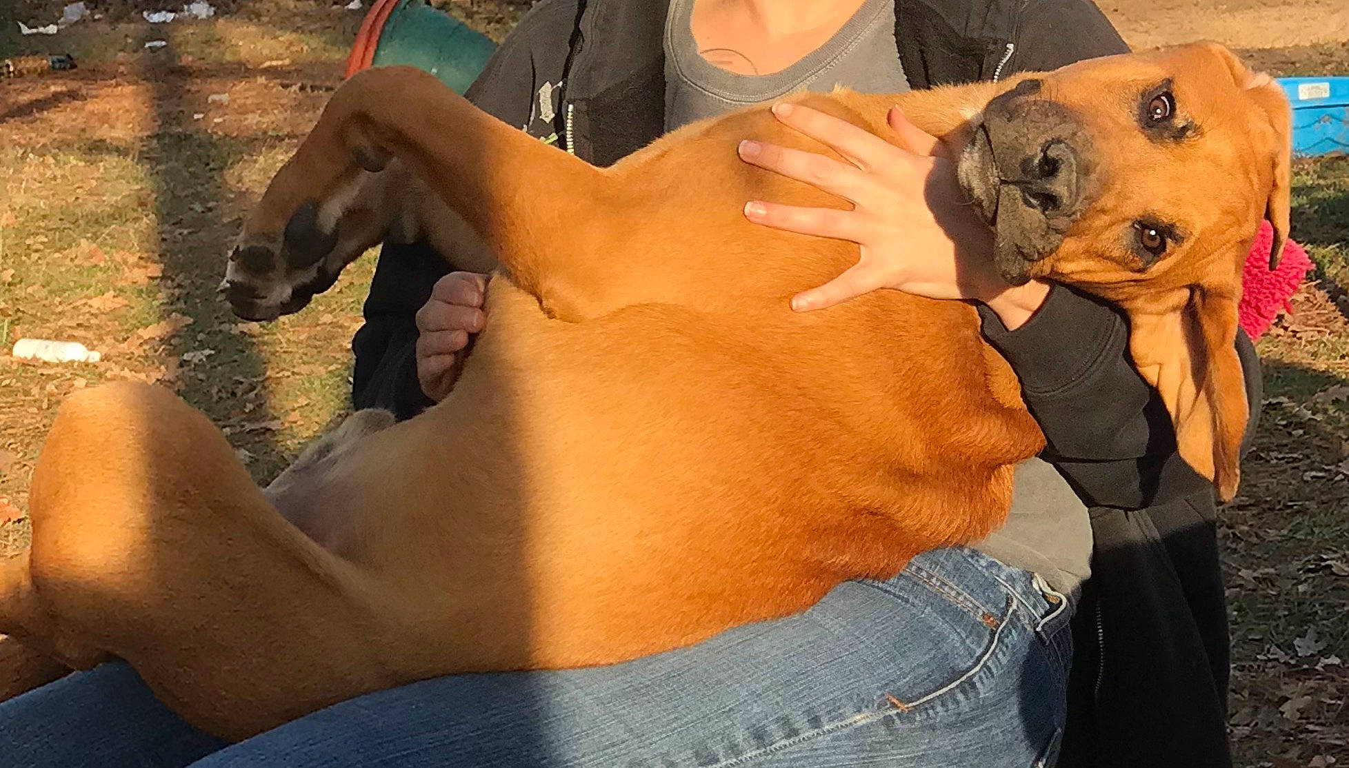 Beau joined the competition — help win amazing prizes! arm, canidae, carnivore, dog, dog_breed, fawn, muscle, rhodesian_ridgeback, sporting_group