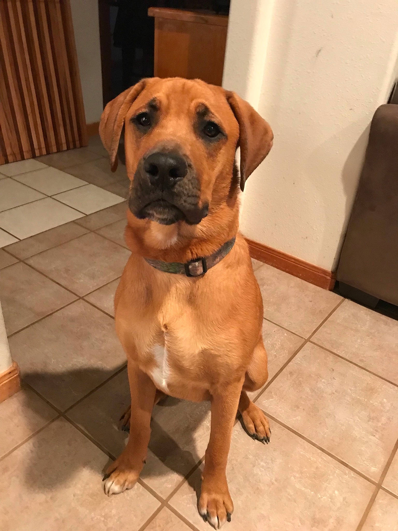 Beau joined the competition — help win amazing prizes! black_mouth_cur, boerboel, broholmer, bullmastiff, canidae, carnivore, dog, dog_breed, fawn, guard_dog, hound, mammal, molosser, rare_breed_dog, rhodesian_ridgeback, snout, sporting_group, tosa, vertebrate, working_dog