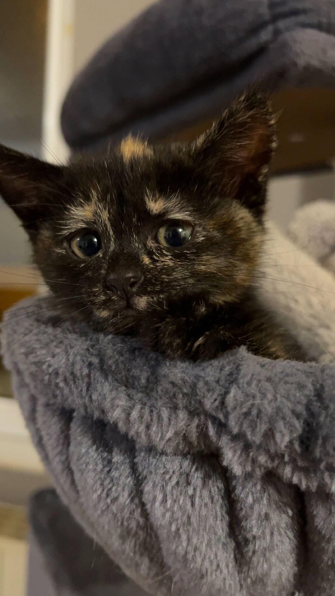 Emy a rejoint le concours — aidez-le/la à gagner de superbes lots ! animal, blanket, cat, closeup, cozy, cuddly, cute, ears, eyes, feline, fur, gray, home, indoor, kitten, pet, portrait, sitting, tortoiseshell, whiskers