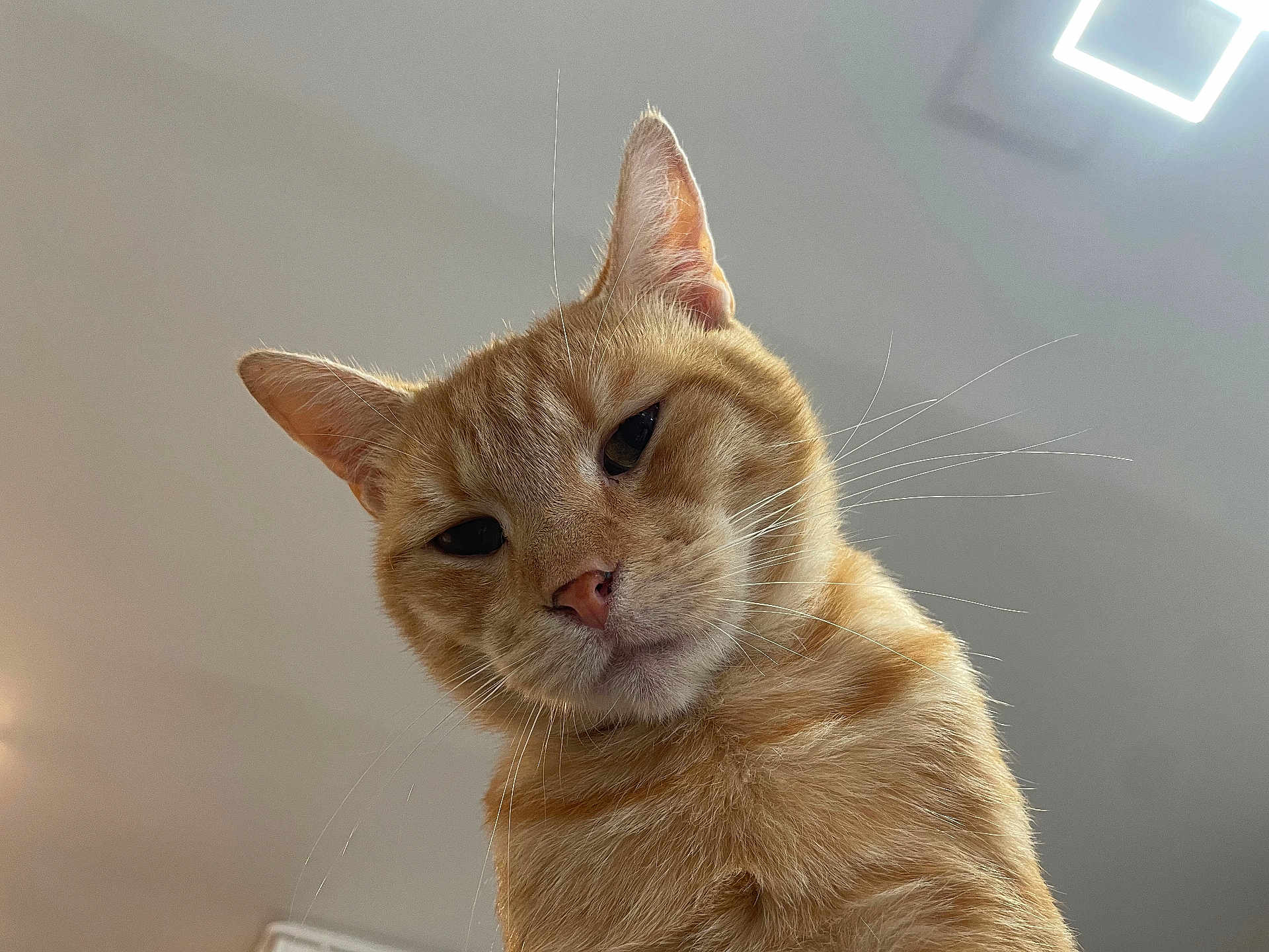 Piwi a rejoint le concours — aidez-le/la à gagner de superbes lots ! cat, ginger_cat, tabby, pet, feline, whiskers, ears, close_up, indoor, ceiling, light, fur, looking_down, curious, sleepy, animal, mammal, face, portrait, domestic_cat