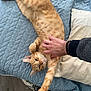 Piwi participe au concours pour gagner de l'argent avec cette photo : cat, ginger_cat, pet, bed, quilted_bedspread, pillow, hand, human, floor, stretching, relaxed, domestic, indoor, feline, paw, comfort, resting, casual, cozy, animal