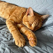 Piwi participe au concours pour gagner de l'argent avec cette photo : cat, orange_tabby, sleeping, paws, bed, blanket, quilted, fur, whiskers, relaxed, pet, domestic_cat, cute, cozy, indoor, resting, animal, feline, soft, nap