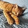 animal, bed, blanket, cat, cozy, cute, domestic_cat, feline, fur, indoor, nap, orange_tabby, paws, pet, quilted, relaxed, resting, sleeping, soft, whiskers