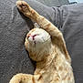 Piwi a rejoint le concours — aidez-le/la à gagner de superbes lots ! cat, orange_tabby, stretching, paw, whiskers, feline, relaxed, sleepy, fur, cozy, blanket, pet, domestic_animal, cute, animal, indoor, mammal, nap, resting, claws