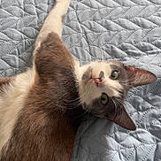 Sia participe au concours pour gagner de l'argent avec cette photo : animal, bed, cat, comfort, cozy, cute, ears, feline, fur, green_eyes, home, indoor, looking_up, pet, quilt, relaxed, sleepy, stretching, texture, whiskers