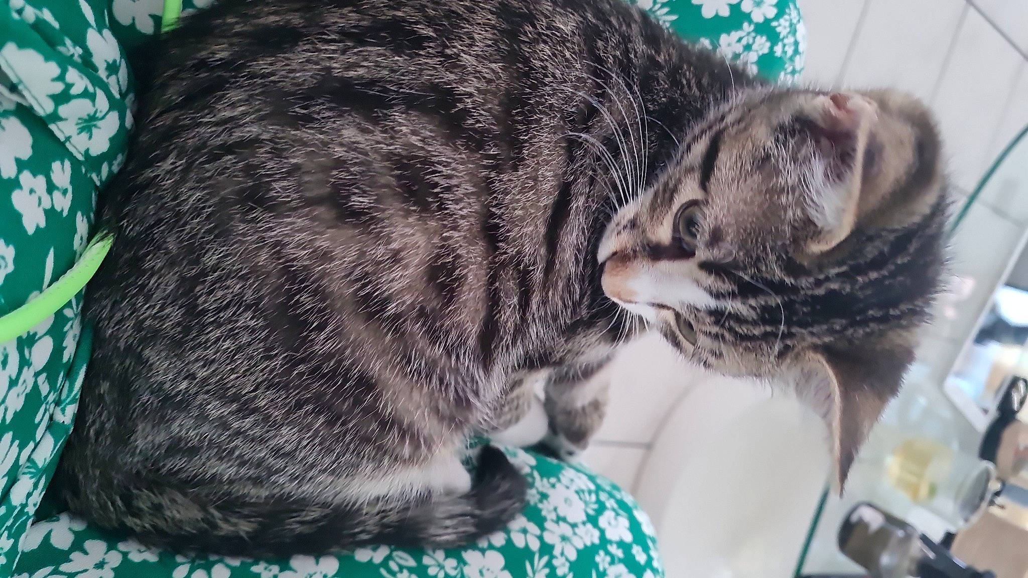 Lucky participe au concours pour gagner de l'argent avec cette photo : carnivore, cat, claw, comfort, domestic_short_haired_cat, felidae, fur, grass, green, nap, paw, sleep, small_to_medium_sized_cats, snout, tail, terrestrial_animal, whiskers