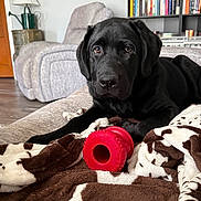Gunner joined the competition — help win amazing prizes! black_labrador, blanket, books, bookshelf, brown_and_white, canine, cozy, cute, dog, furniture, home, indoor, living_room, pet, puppy, recliner, red_chew_toy, resting, toy, wood_floor