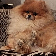 Kissou participe au concours pour gagner de l'argent avec cette photo : dog, pomeranian, fluffy, pet, animal, couch, indoor, fur, small_dog, cute, relaxed, paw, brown, beige, face, snout, ears, companion, cozy, home