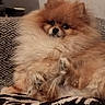 dog, pomeranian, fluffy, pet, animal, couch, indoor, fur, small_dog, cute, relaxed, paw, brown, beige, face, snout, ears, companion, cozy, home