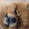 Kissou participe au concours pour gagner de l'argent avec cette photo : dog, pomeranian, close_up, fluffy, sleepy, nose, whiskers, fur, pet, animal, cute, resting, mouth, teeth, face, portrait, domestic_animal, cozy, relaxed, indoor