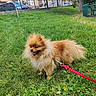 Kissou participe au concours pour gagner de l'argent avec cette photo : dog, pomeranian, leash, grass, park, pet, animal, outdoor, fence, tree, building, urban, greenery, small_dog, tongue_out, fluffy, happy, nature, daytime, canine
