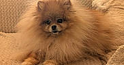 Kissou participe au concours pour gagner de l'argent avec cette photo : dog, pomeranian, fluffy, pet, couch, beige, indoor, animal, small_dog, fur, cute, relaxed, mammal, companion, domestic_animal, face, paw, lying_down, cozy, furniture