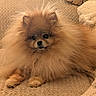 dog, pomeranian, fluffy, pet, couch, beige, indoor, animal, small_dog, fur, cute, relaxed, mammal, companion, domestic_animal, face, paw, lying_down, cozy, furniture