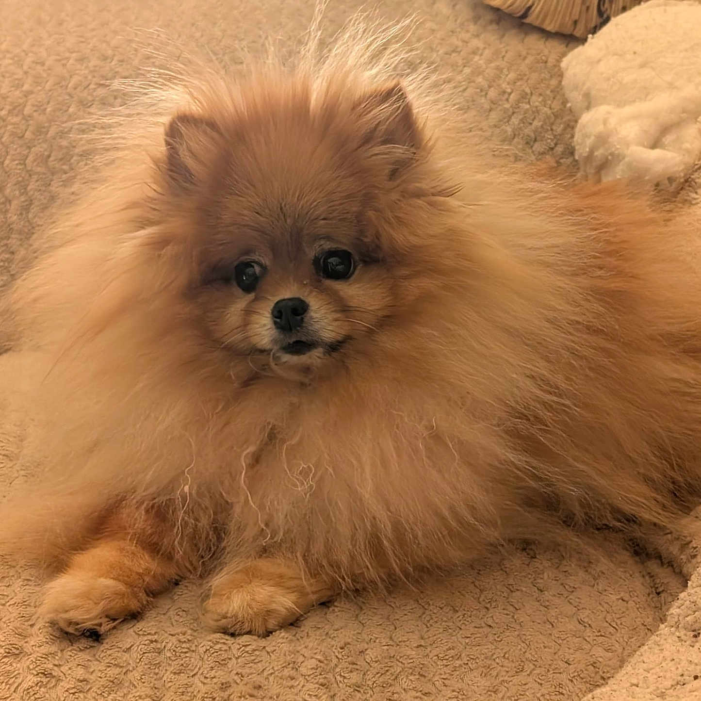 Kissou participe au concours pour gagner de l'argent avec cette photo : dog, pomeranian, fluffy, pet, couch, beige, indoor, animal, small_dog, fur, cute, relaxed, mammal, companion, domestic_animal, face, paw, lying_down, cozy, furniture