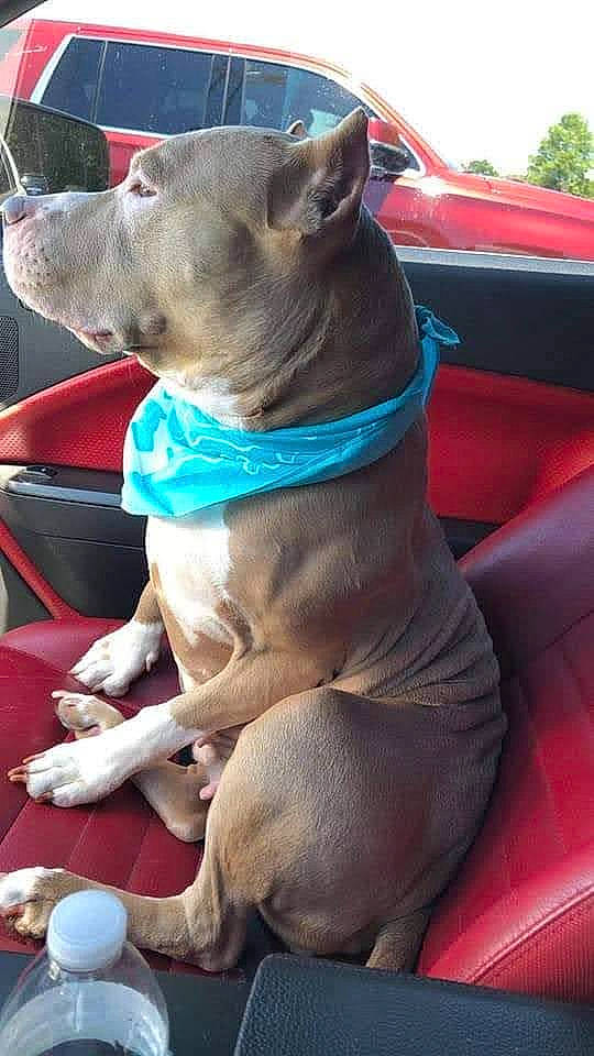 Sarabi is registered to the contest to win money with this photo: automotive_exterior, canidae, car, carmine, carnivore, collar, companion_dog, dog, dog_breed, dog_collar, dog_supply, electric_blue, fawn, mexican_hairless_dog, motor_vehicle, peruvian_hairless_dog, sporting_group, vehicle, windshield, working_animal